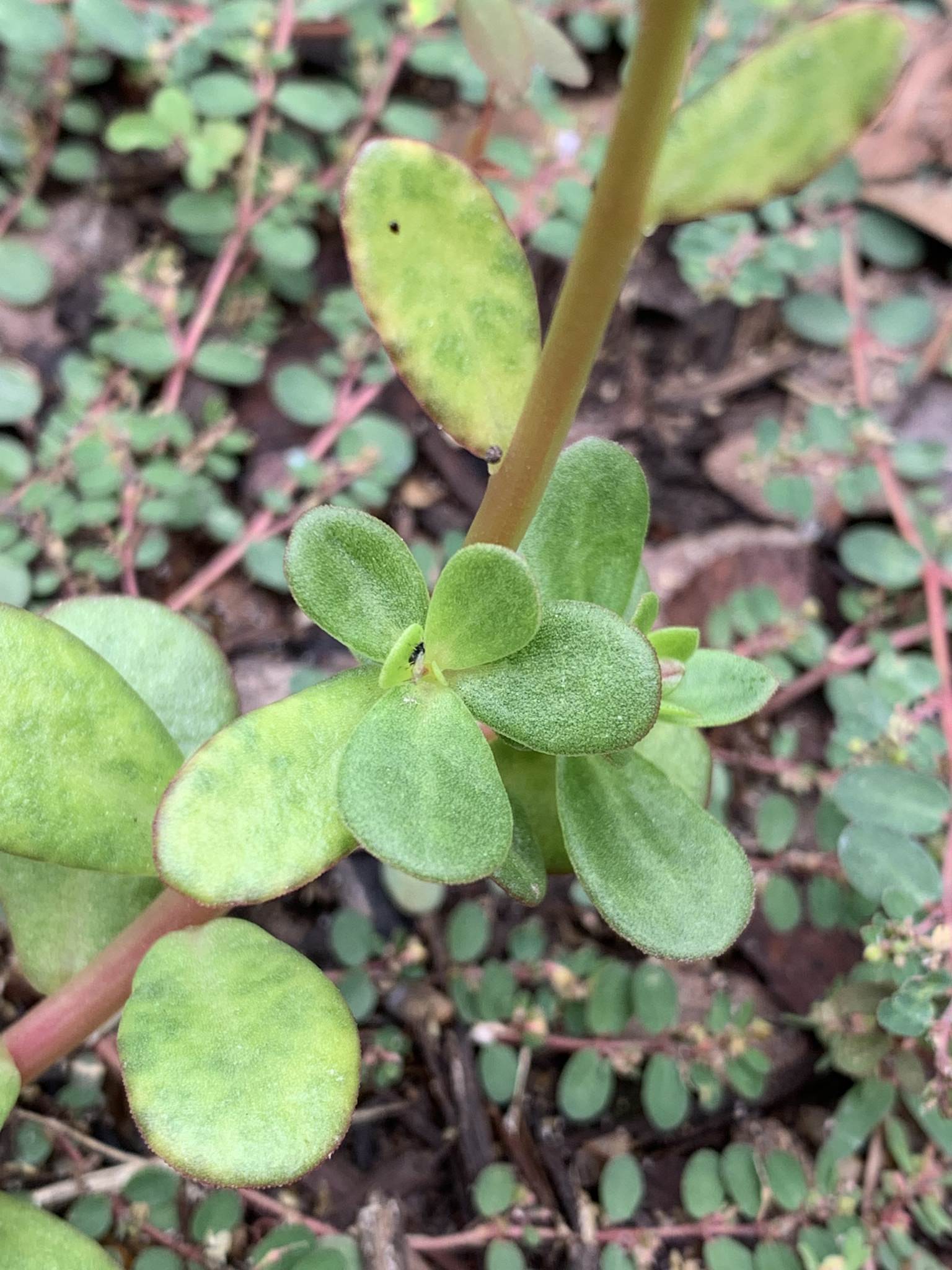 Portulaca umbraticola